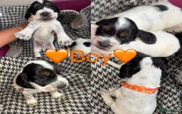 Cocker Spaniel dogs for sale: Cocker spaniel puppy’s - Image 9