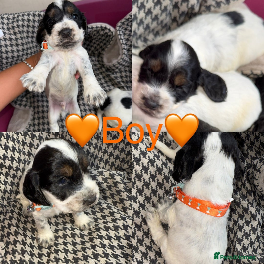 Cocker Spaniel dogs for sale: Cocker spaniel puppy’s - Image 9