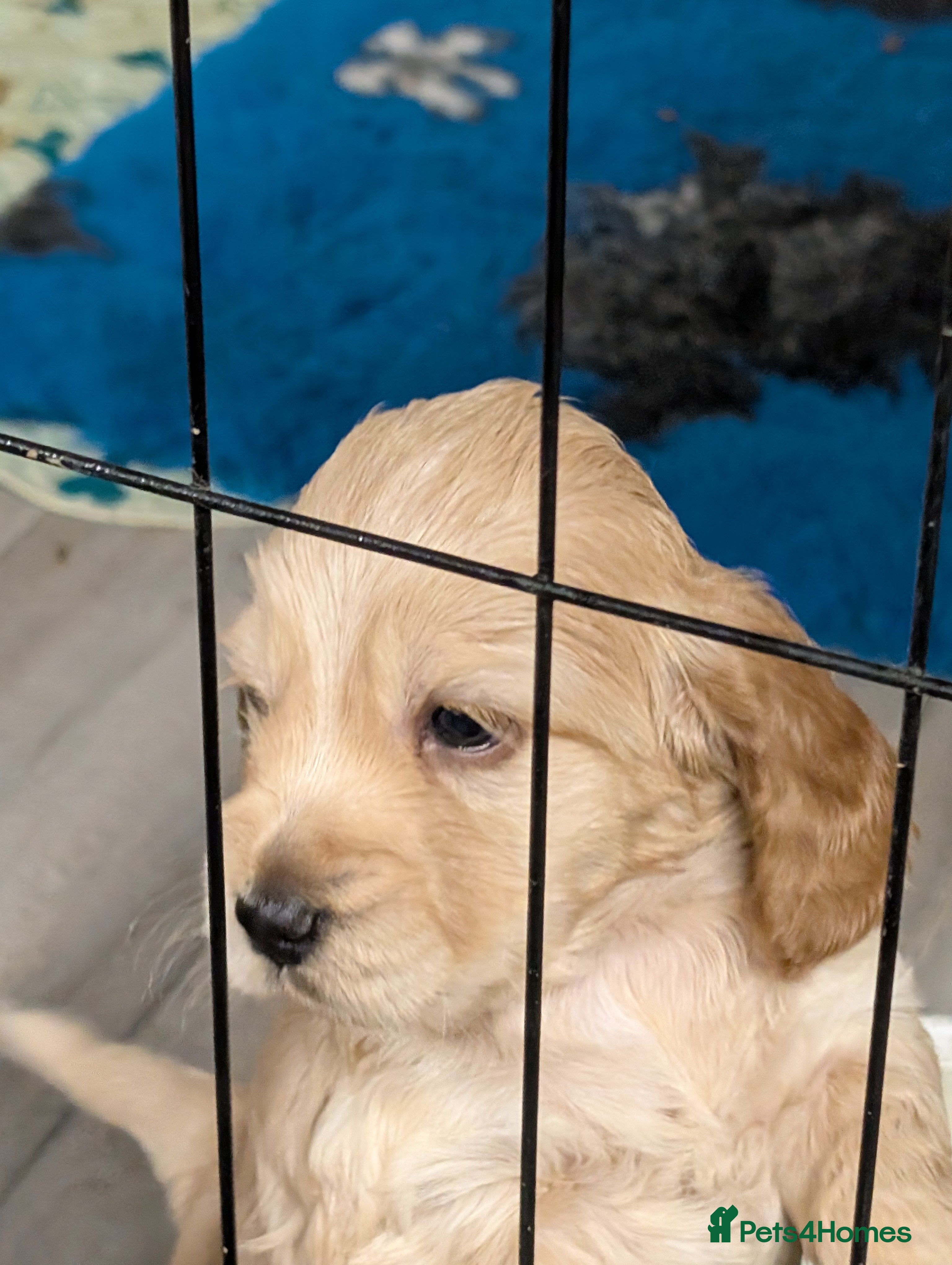 Cockapoo dogs Beautiful show type cockerpoo puppies  - Advert 11