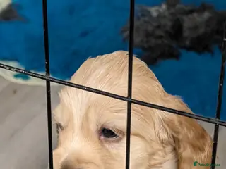 Cockapoo dogs Beautiful show type cockerpoo puppies - Advert 11