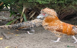 Chickens poultry for sale: Pure Bred Polish Cockerels and limited hens - Image 7
