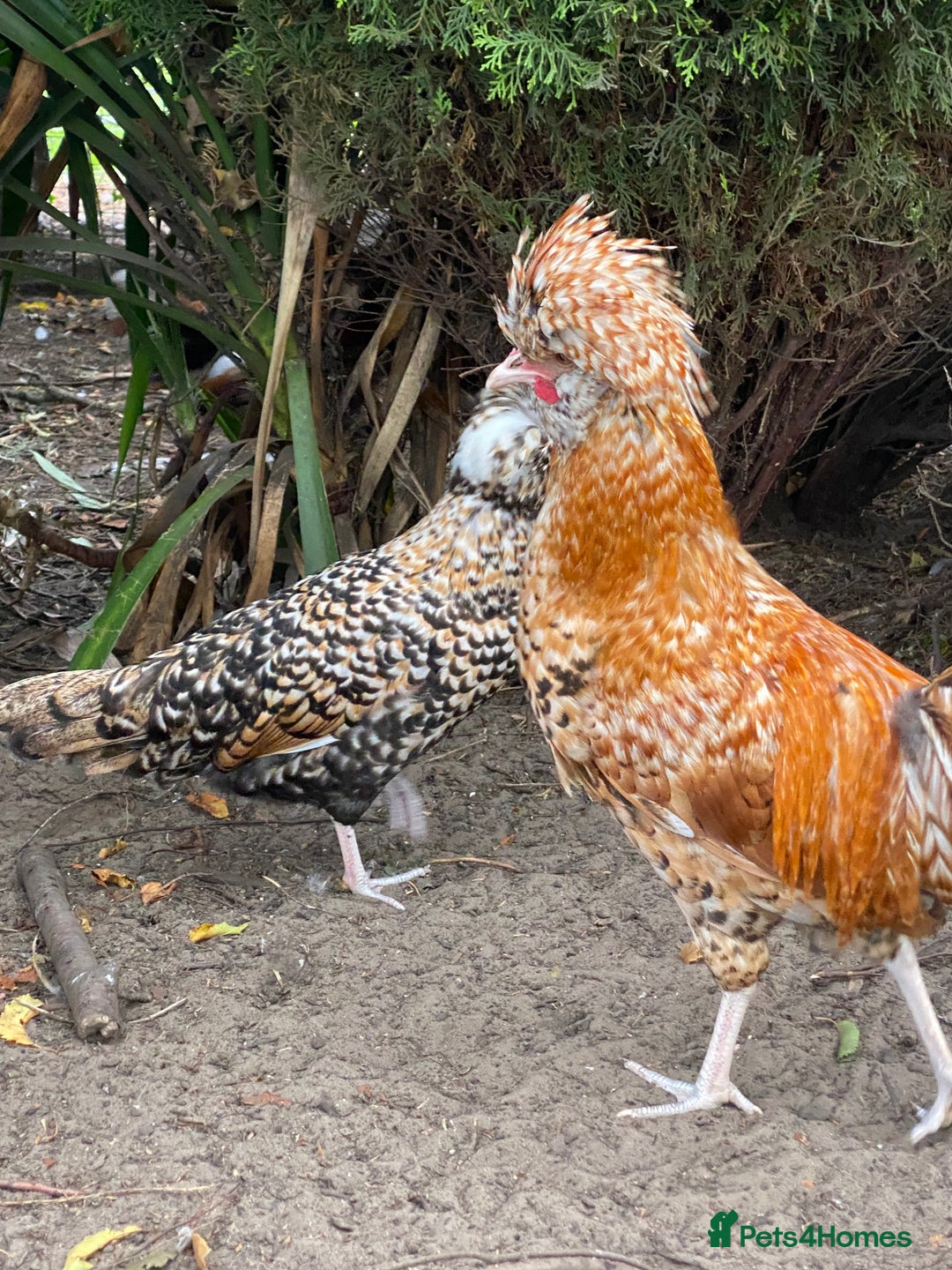 Chickens poultry for sale: Pure Bred Polish Cockerels and limited hens - Image 7
