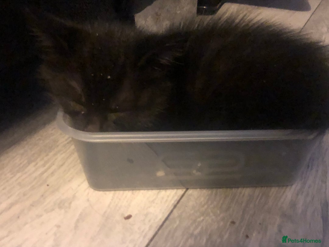 Mixed Breed cats for sale: beautiful kittens for sale  in Bellshill - Image 8