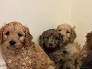 Cockapoo dogs F1 cockapoo puppies - Advert 15