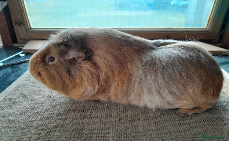 Guinea Pig rodents - Advert 14