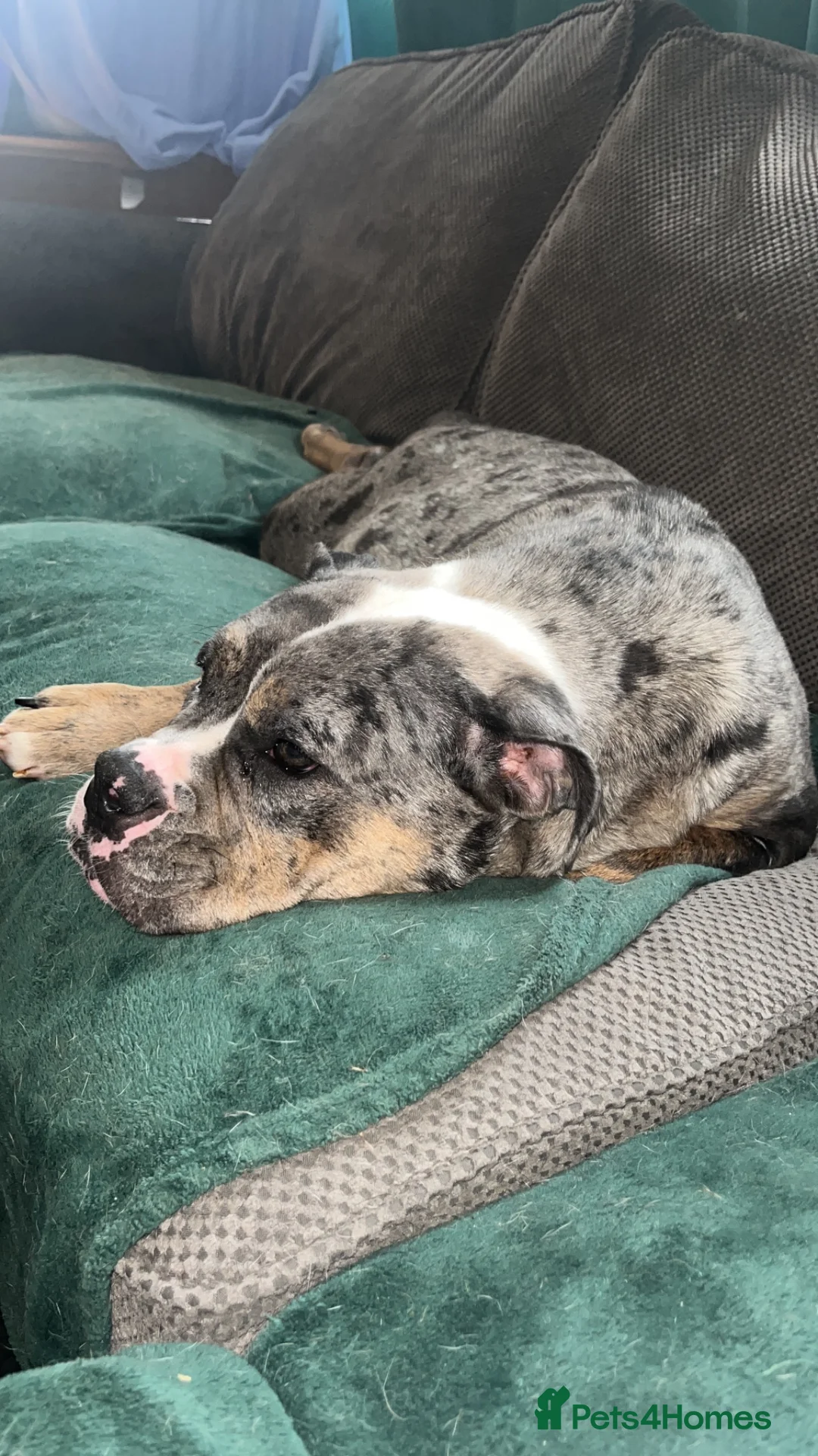 Olde English Bulldogge dogs for sale: Beautiful litter  - Advert 13