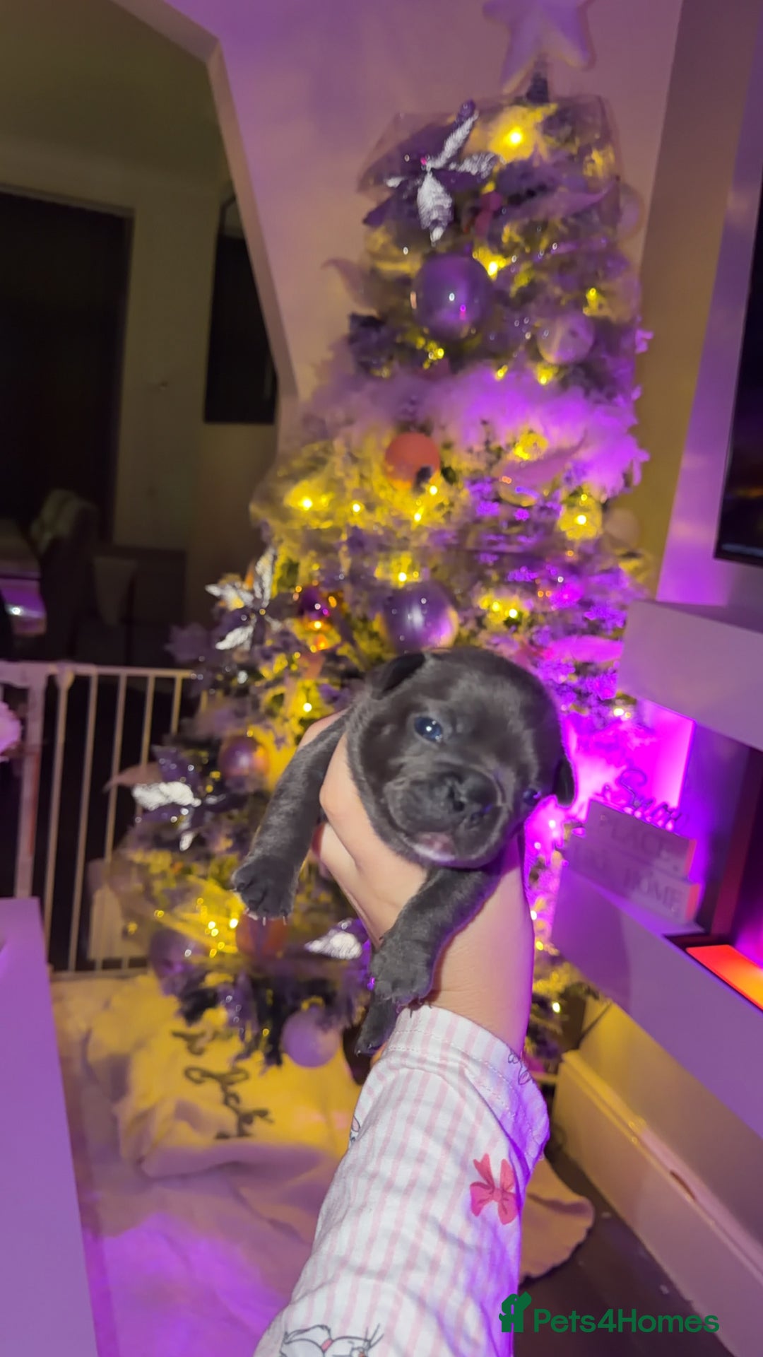 French Bulldog dogs for sale: Gorgeous Lilac, Pink Isabella, & Blue Frenchies - Advert 21