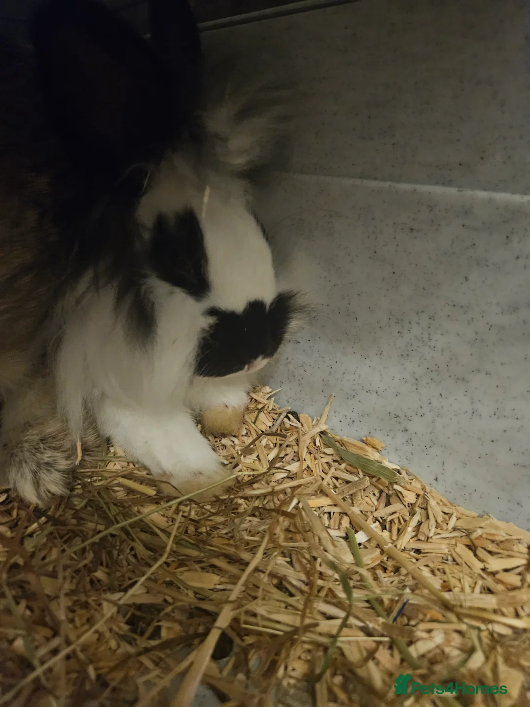 Lionhead rabbits for sale: Lion head last 3 left - Advert 4