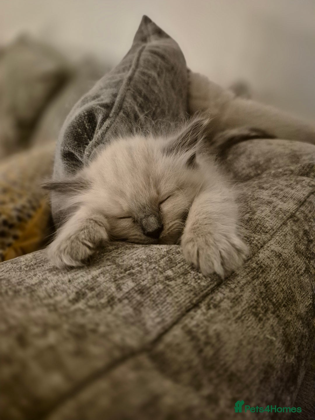 Ragdoll cats for sale: Pure Ragdoll Kittens - Advert 10