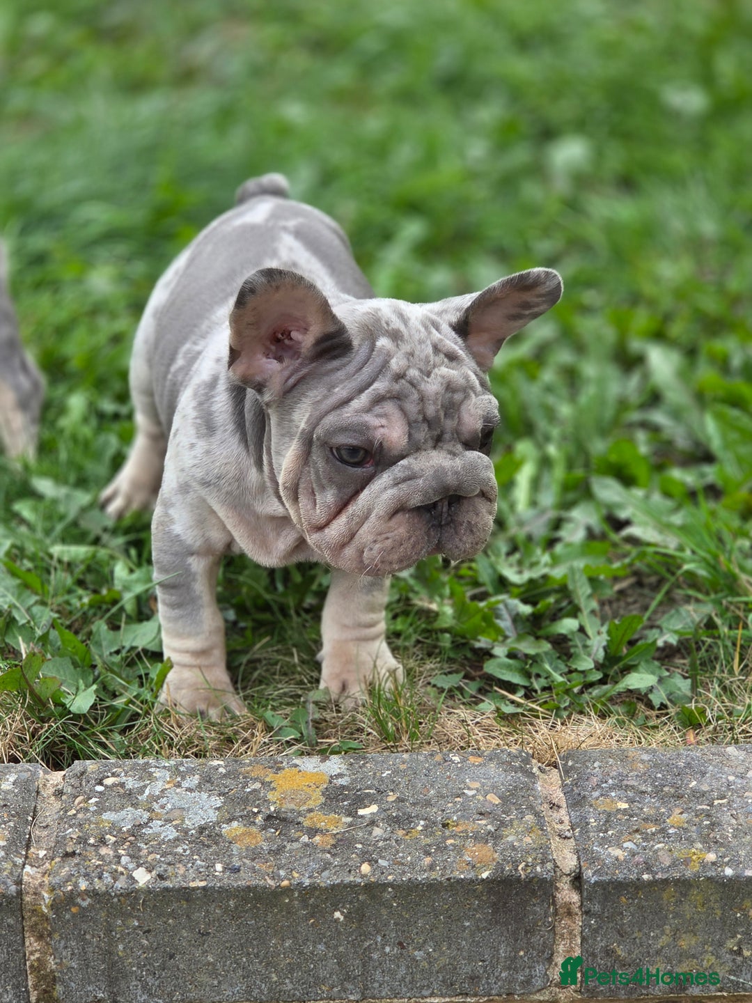 French Bulldog dogs for sale: Blue and tan merle french bulldogs - Image 5