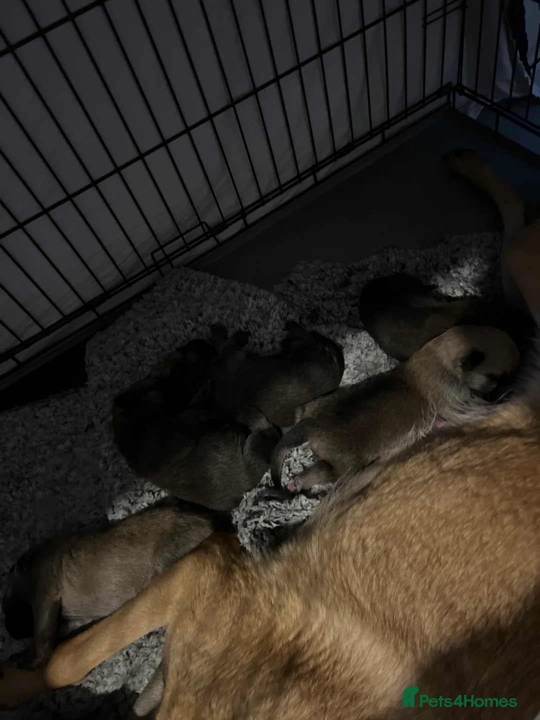 Mixed Breed dogs for sale: 6 Beautiful puppies for sale  in Loughborough - Advert 2