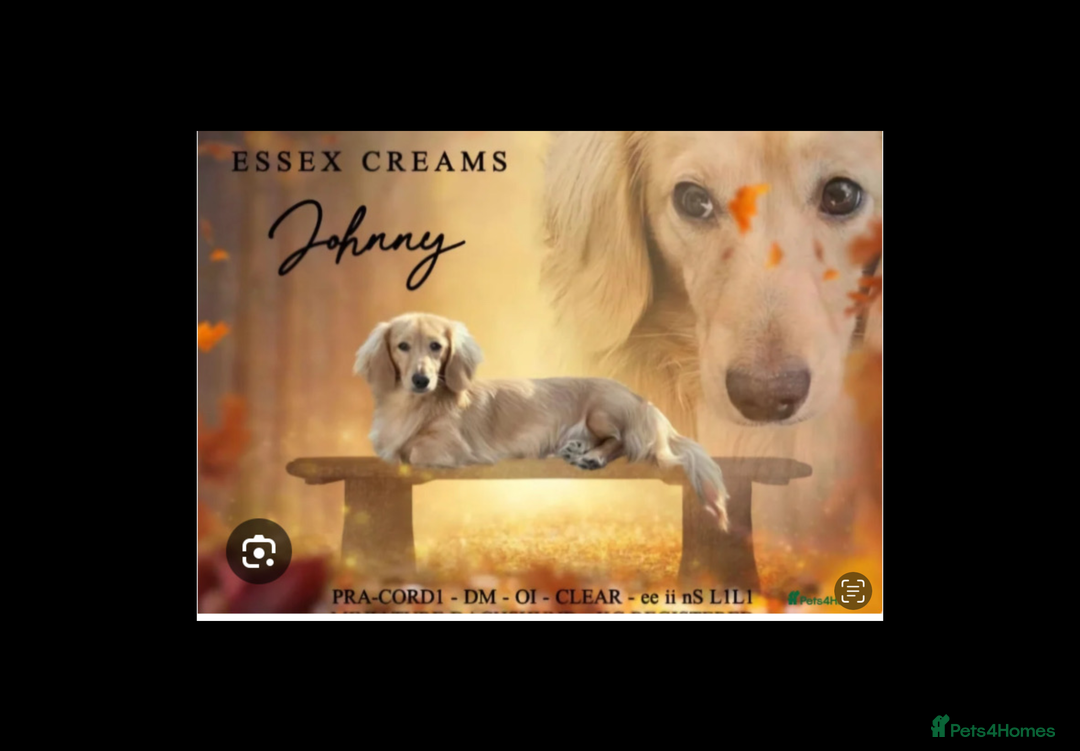 Miniature Dachshund dogs for sale: kc reg shaded creams - Image 5