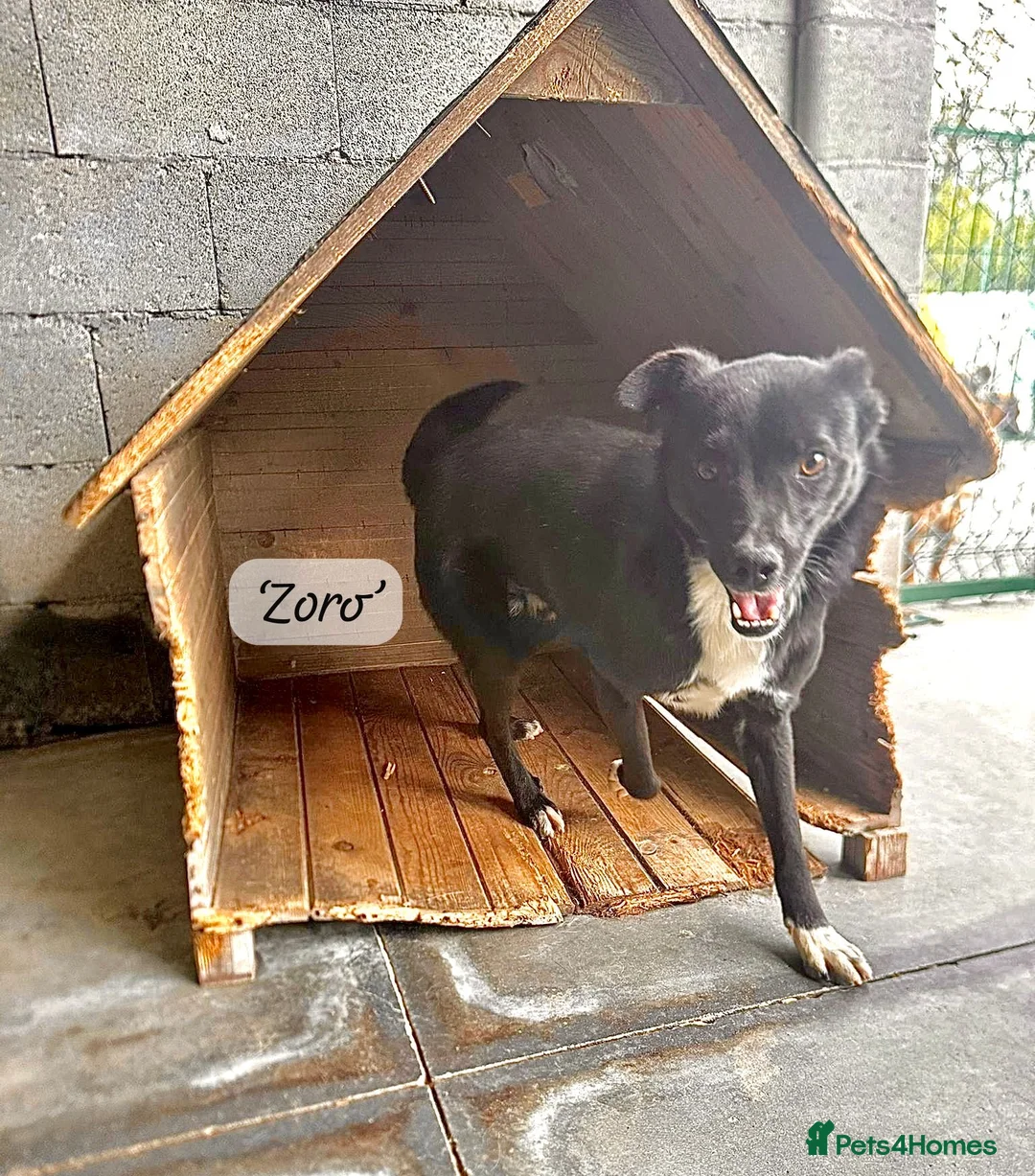 Mixed Breed dogs for adoption: Zoro-1-2yrs-only 12kg fully grown.Available now ! - Advert 1