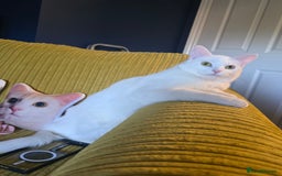 Domestic Shorthair cats for sale: Heartbreaking Rehome-18 month old Pure White Cat x - Image 9