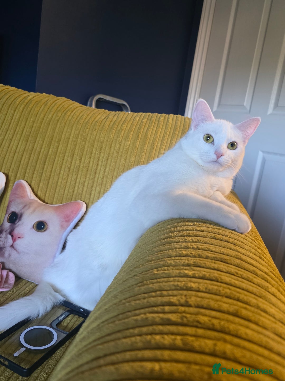 Domestic Shorthair cats for sale: Heartbreaking Rehome-18 month old Pure White Cat x - Image 9