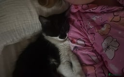 Mixed Breed cats for sale: 2 adorable tuxedo kittens - Image 5