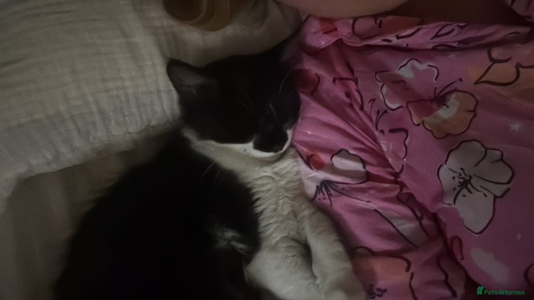 Mixed Breed cats for sale: 2 adorable tuxedo kittens - Image 5