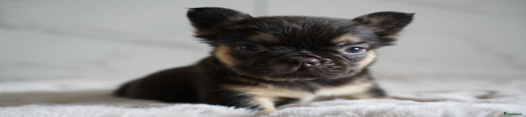 Chocolate & Tan Visual Fluffy Girl