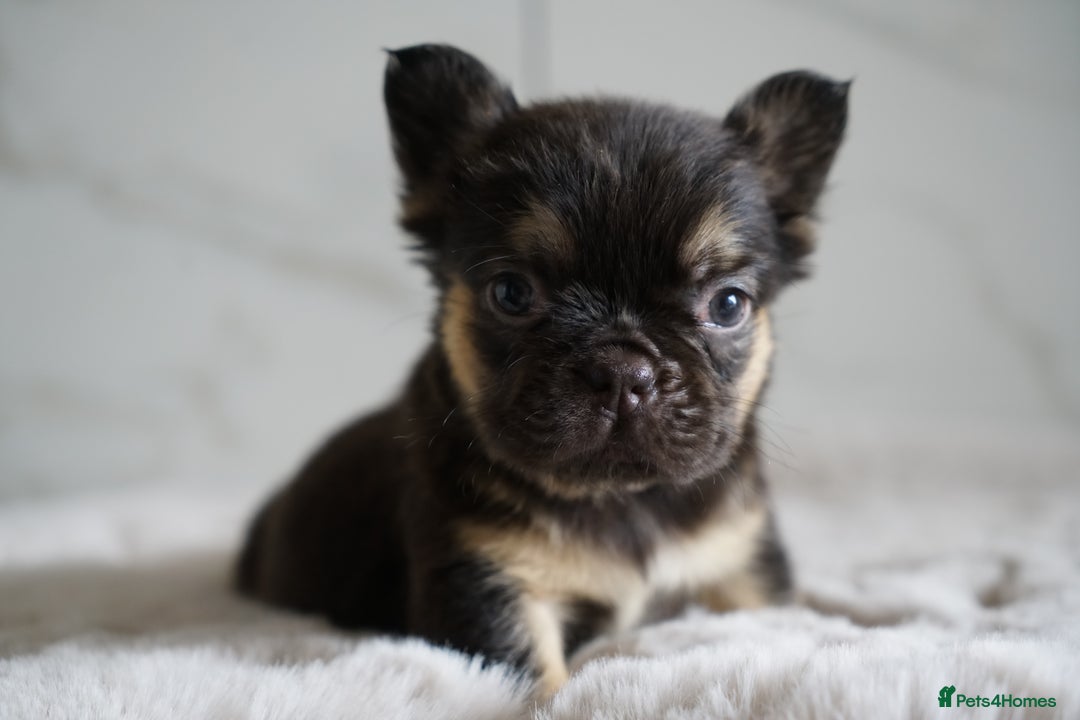 French Bulldog dogs for sale: Exceptional Fluffy French Bulldog Puppies - Image 4