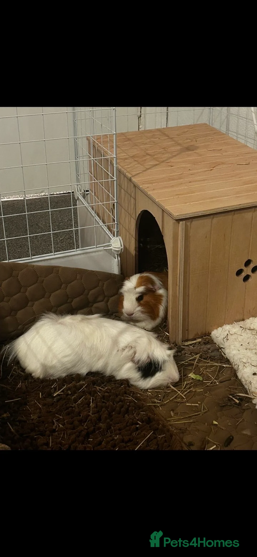 Guinea Pig rodents for sale: 2 male guinea pigs  in Sunderland - Advert 2