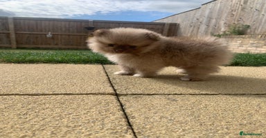 Pomeranian dogs - Advert 3