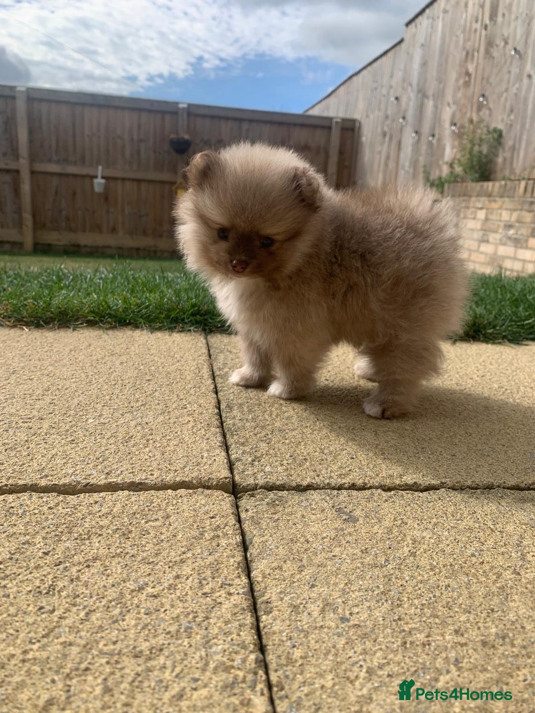 Pomeranian dogs for sale: Lilac Pomeranian puppy - Image 2