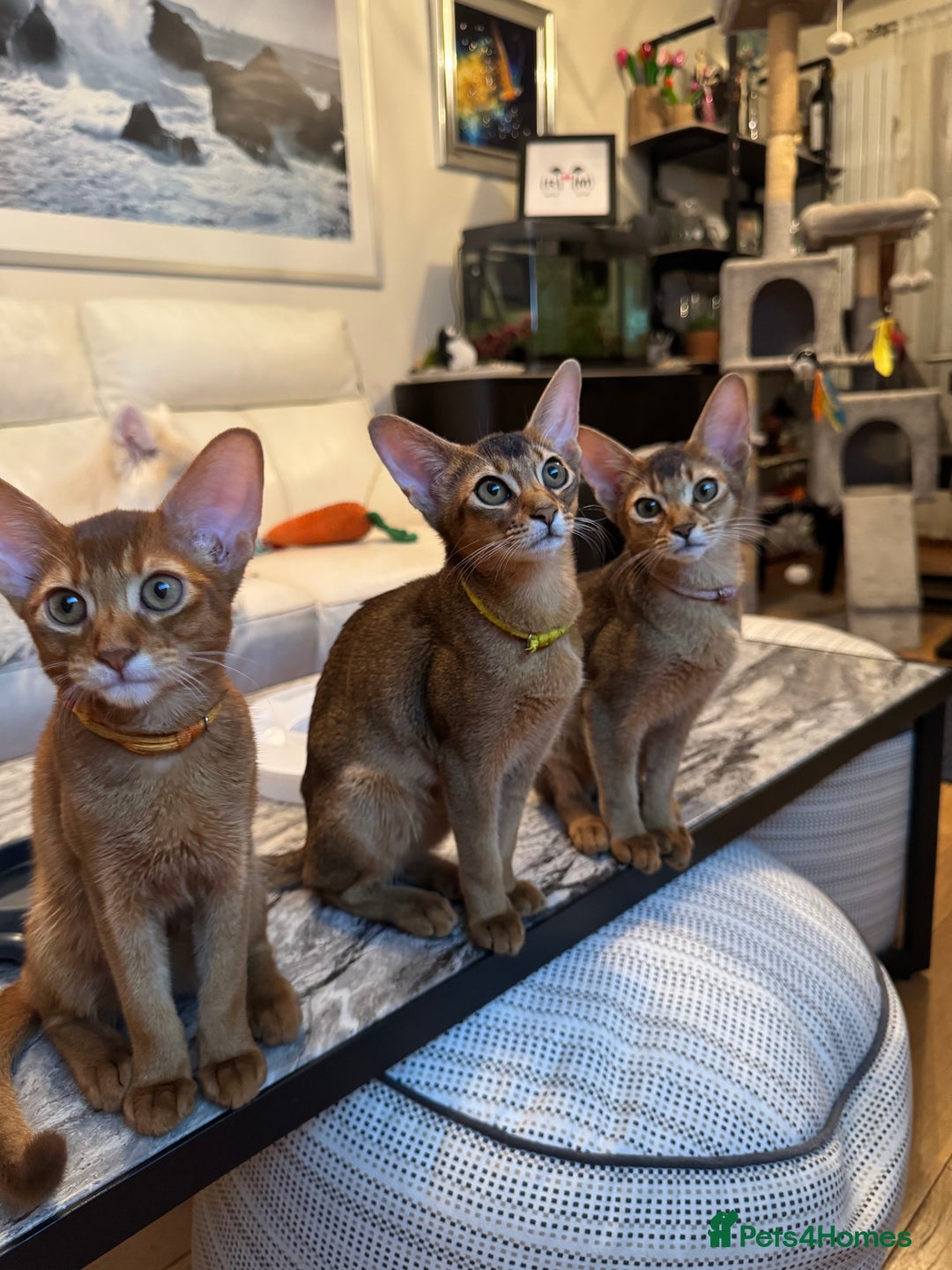 Abyssinian cats for sale: Abyssinian kittens looking for their new home - Image 23