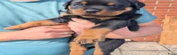 Rottweiler dogs for sale: Territory-Smart Tails & Watchful Souls-Rottweilers in Northampton - Advert 4