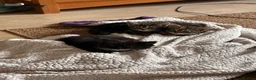 Mixed Breed cats for sale: 2 gorgeous female kittens for sale. in Eastleigh - Advert 2