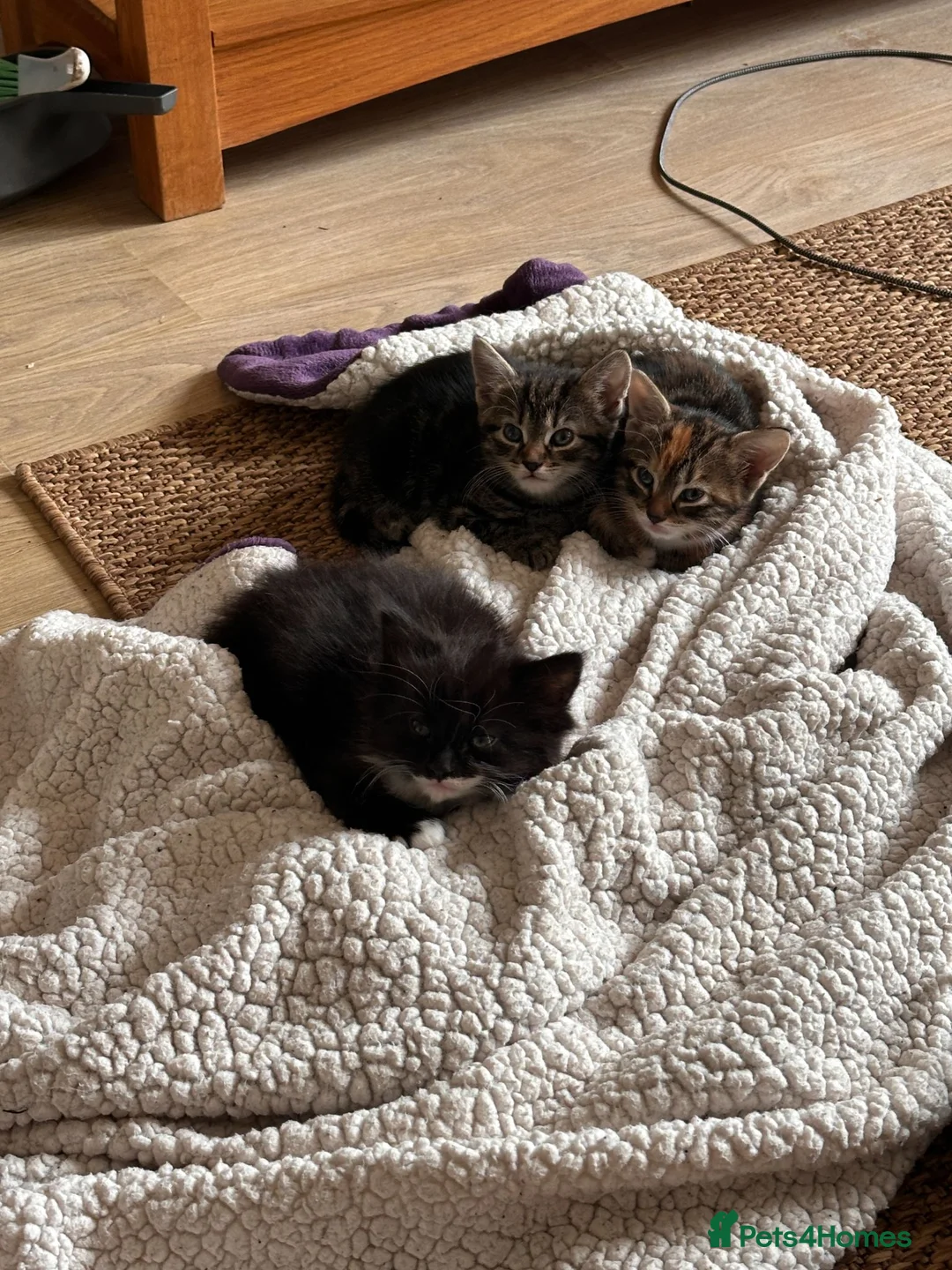 Mixed Breed cats for sale: 2 gorgeous female kittens for sale. in Eastleigh - Advert 2