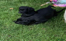Cocker Spaniel dogs for sale: Beautiful cocker spaniel puppies available now - Image 5