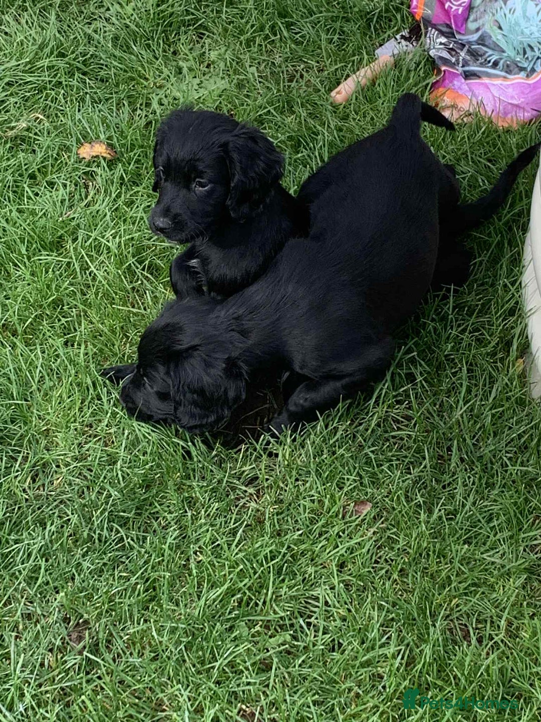 Cocker Spaniel dogs for sale: Beautiful cocker spaniel puppies available now - Image 5