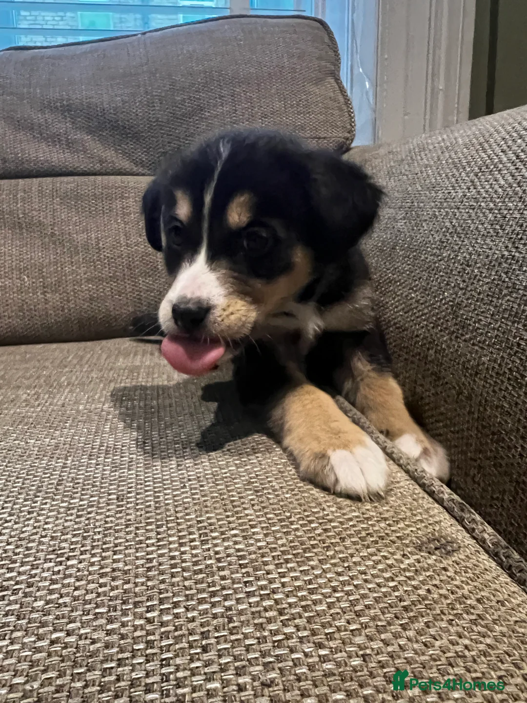 Mixed Breed dogs for sale: Bernese X Huskydor Pups - Advert 14