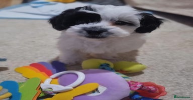 Shihpoo dogs 🌟 Adorable Shihpoo Puppies 🌟 - Advert 5