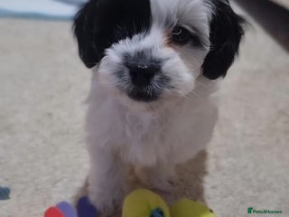 Shihpoo dogs 🌟 Adorable Shihpoo Puppies 🌟 - Advert 2