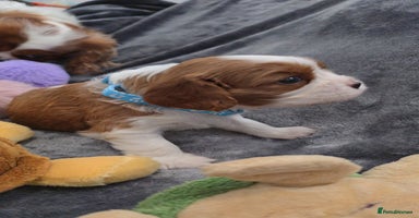 Cavalier King Charles Spaniel dogs - Advert 3