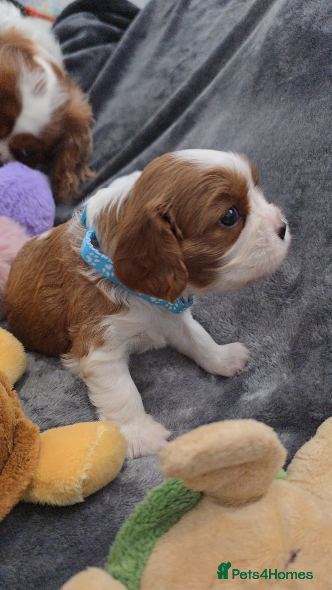 Cavalier King Charles Spaniel dogs for sale: 🐶 KC Cavalier King Charles Spaniel Puppies 🐶 - Image 3