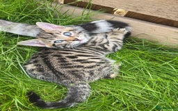 Bengal cats for sale: Bengal kittens 1 MALE REMAINING!! Ready now! - Image 9