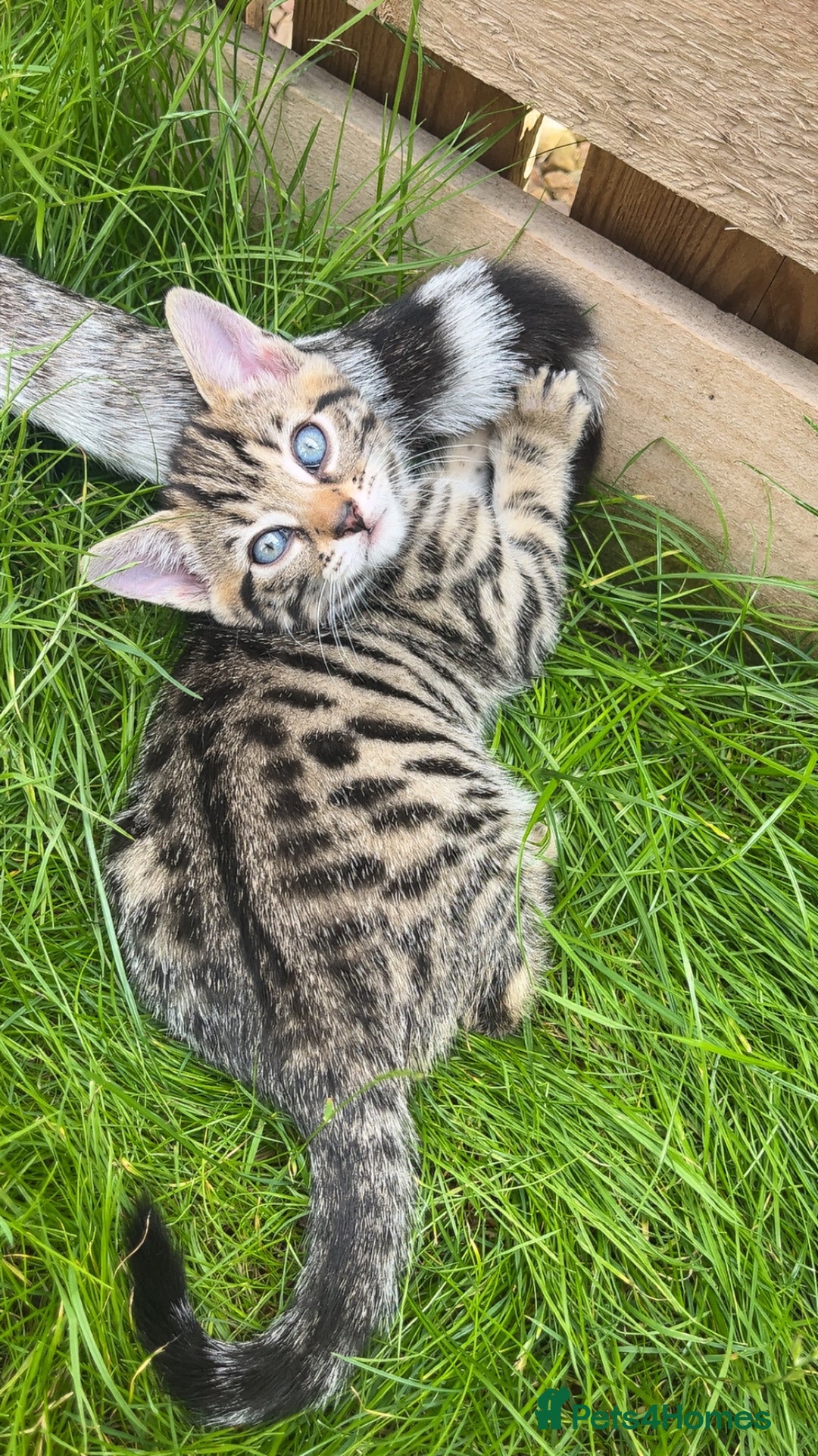 Bengal cats for sale: Bengal kittens 1 MALE REMAINING!! Ready now! - Image 9