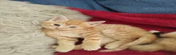 Mixed Breed cats for sale: 3 lovely boys looking for a great family - Advert 8