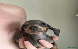 Dachshund dogs for sale: Daschund puppies  - Image 5