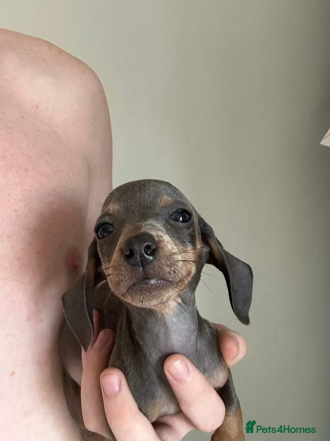 Dachshund dogs for sale: Daschund puppies  - Image 5