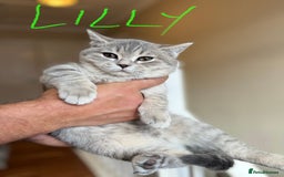 British Shorthair cats for sale: Beautiful British Shorthair Kittens - Ready Now - Advert 8