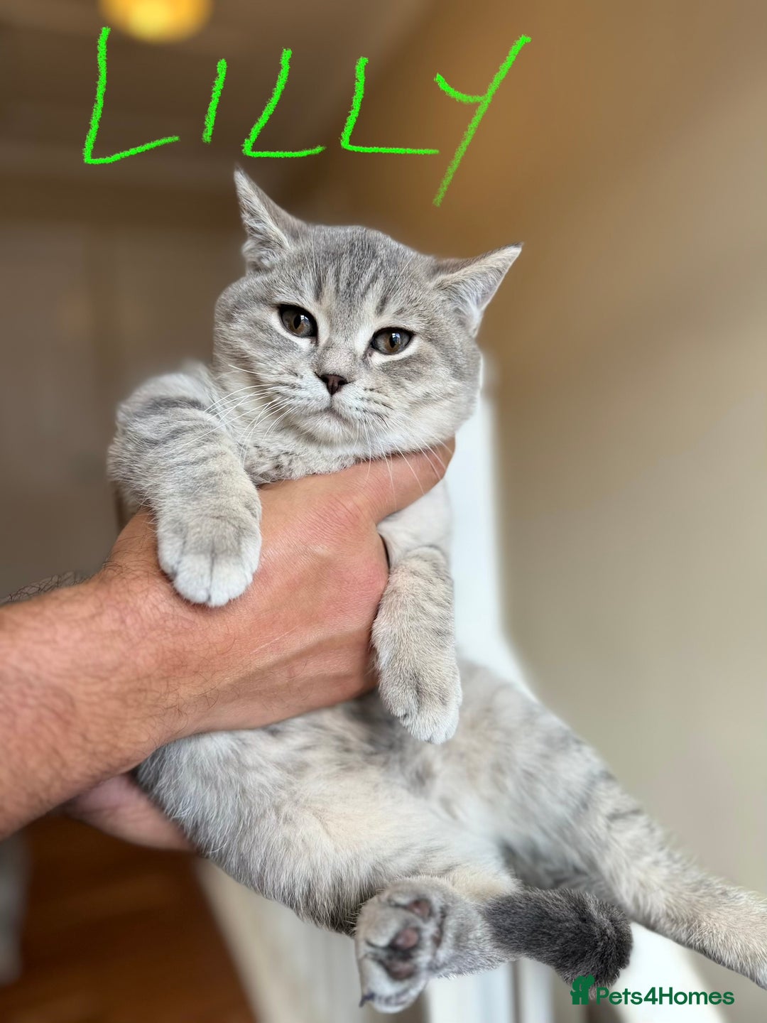 British Shorthair cats for sale: Beautiful British Shorthair Kittens - Ready Now - Advert 8