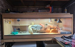 Bearded Dragon reptiles for sale: Red bearded dragon large set up - Image 1
