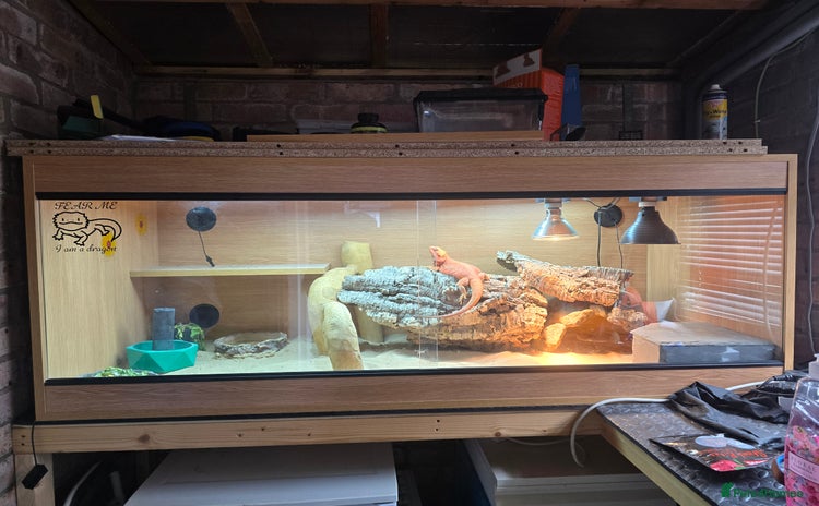 Bearded Dragon reptiles - Advert 1
