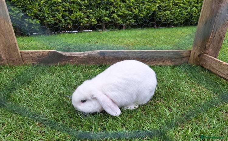 Mini Lop rabbits - Advert 4
