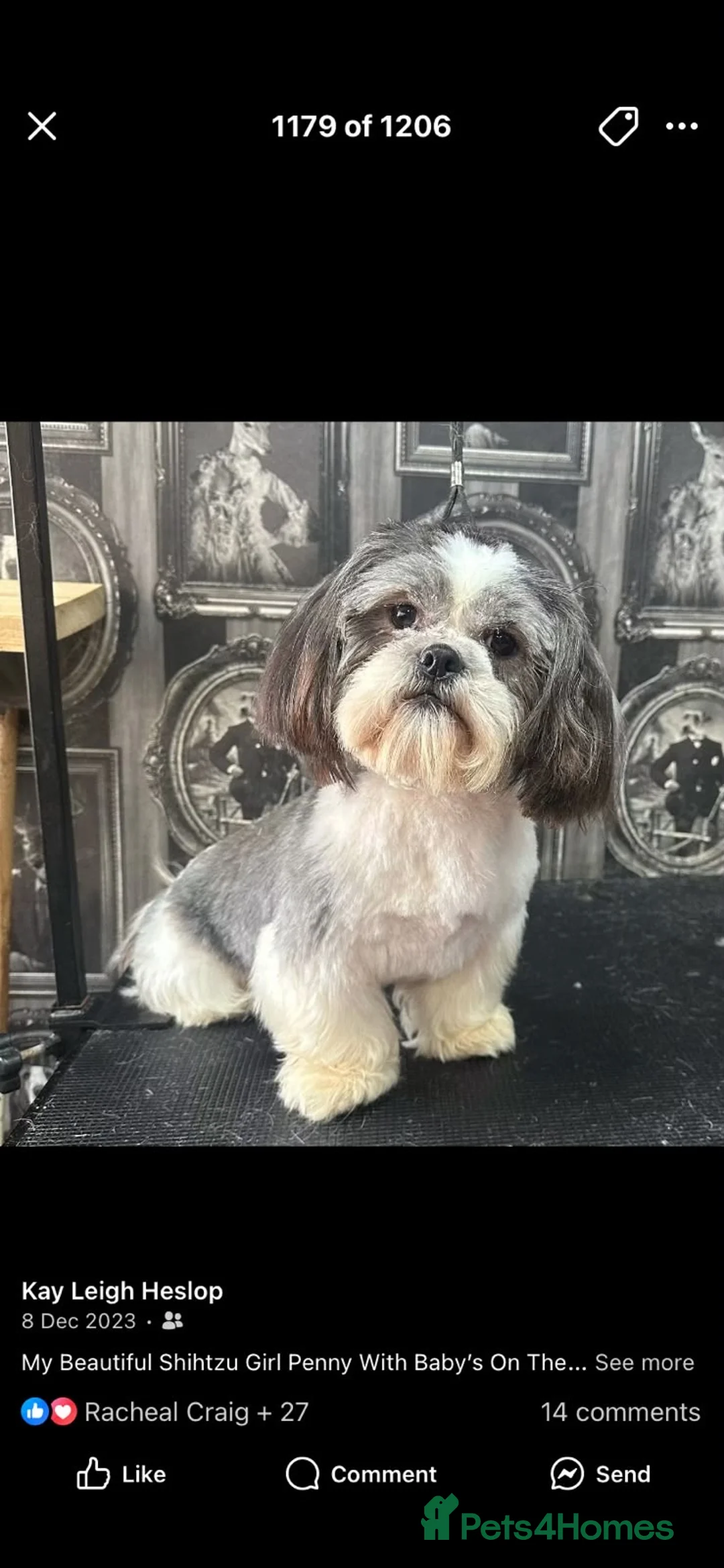 Shih Tzu dogs for sale: 3 lil shihzhu boys looking foreva homes  in Crook - Advert 1