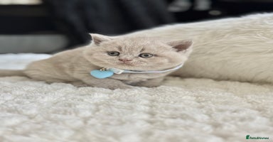 Scottish Fold cats - Advert 2