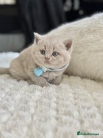 Scottish Fold cats - Advert 2